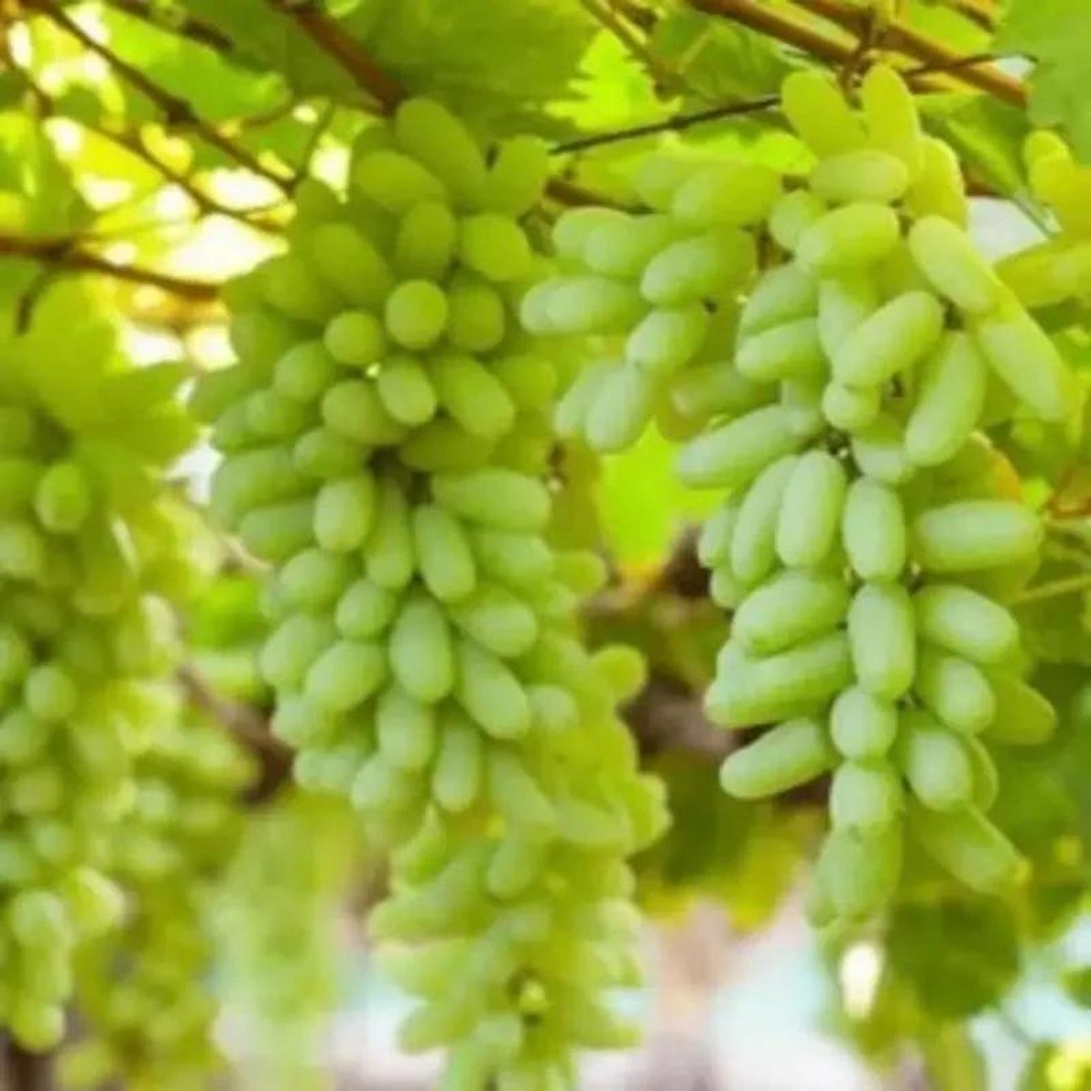 58 Pieces Premium Organic Traditional Variety Rare Finger Grape Seeds Open-Pollinated Sweet Fruit Seeds Fast Growing Easy to Grow for Home Garden Planting