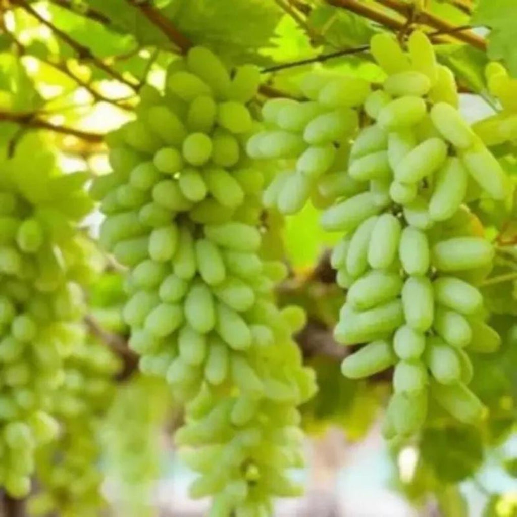 58 Pieces Premium Organic Traditional Variety Rare Finger Grape Seeds Open-Pollinated Sweet Fruit Seeds Fast Growing Easy to Grow for Home Garden Planting