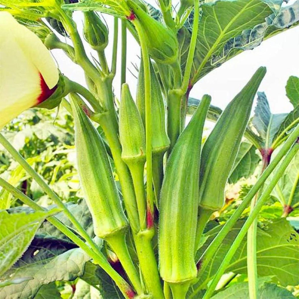 Clemson Spineless Okra Seeds 169 Count Heirloom Non-GMO Open-Pollinated High Germination Rate Heat Tolerant Easy to Grow for Home Garden
