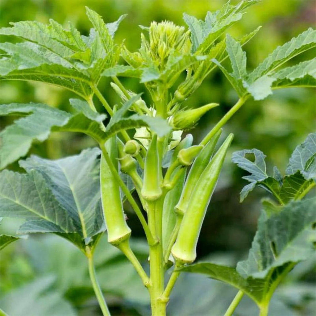 Clemson Spineless Okra Seeds 169 Count Heirloom Non-GMO Open-Pollinated High Germination Rate Heat Tolerant Easy to Grow for Home Garden