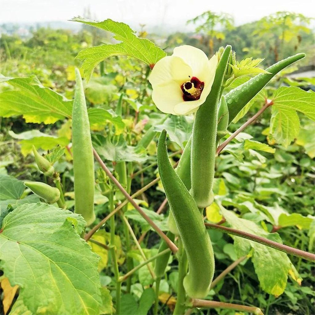 Clemson Spineless Okra Seeds 169 Count Heirloom Non-GMO Open-Pollinated High Germination Rate Heat Tolerant Easy to Grow for Home Garden