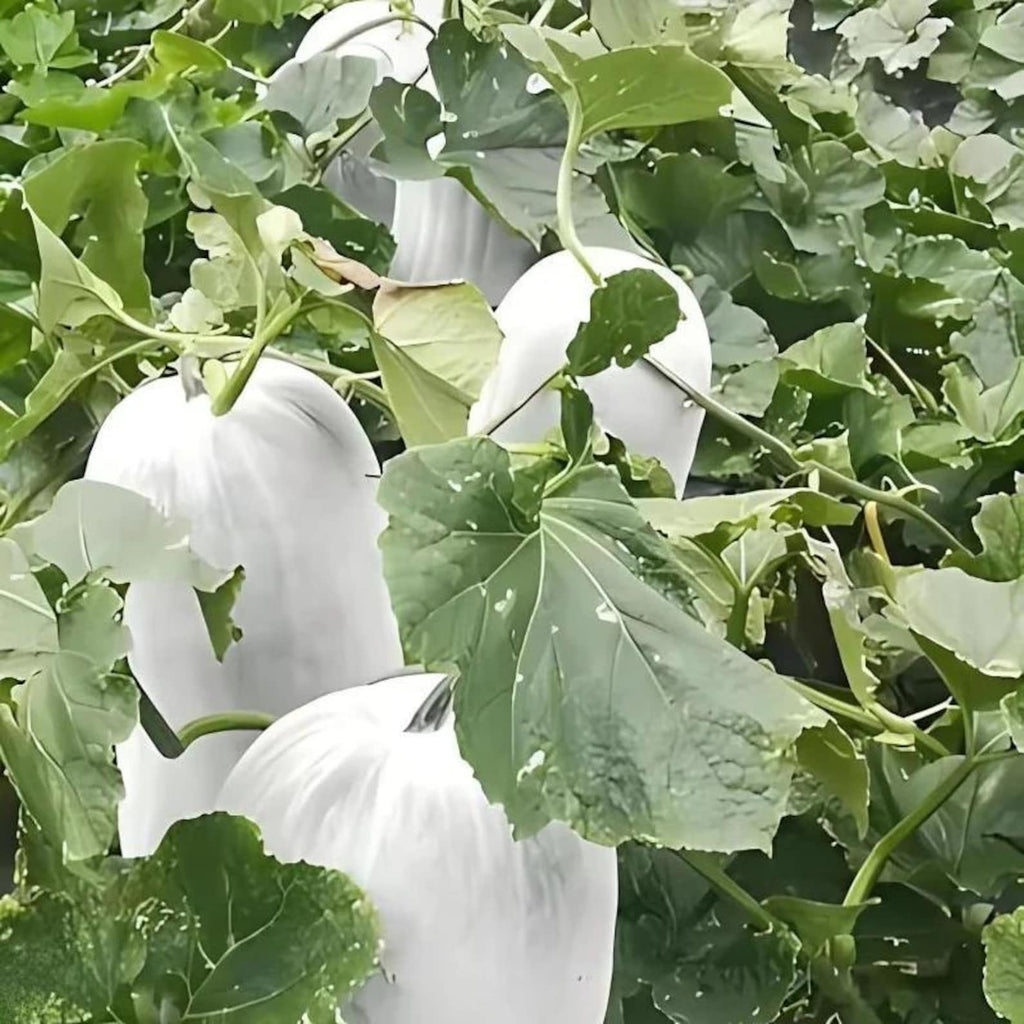 330 Count Organic High Yield Fast Growing Winter Melon Seeds Easy to Grow Open-Pollinated Vegetable Seeds for Home Garden Planting