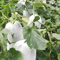 330 Count Organic High Yield Fast Growing Winter Melon Seeds Easy to Grow Open-Pollinated Vegetable Seeds for Home Garden Planting