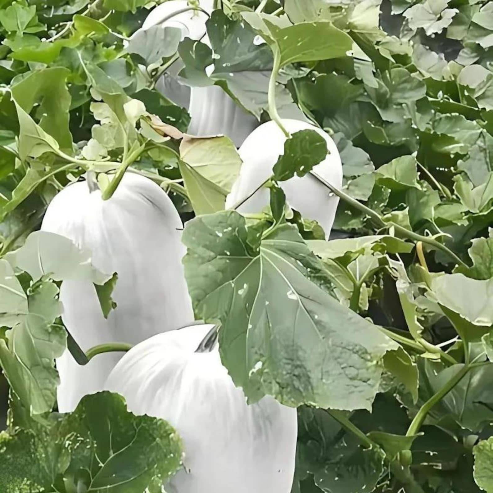 330 Count Organic High Yield Fast Growing Winter Melon Seeds Easy to Grow Open-Pollinated Vegetable Seeds for Home Garden Planting