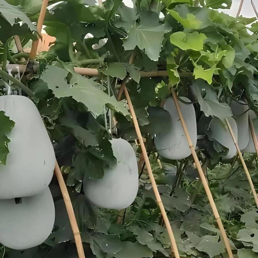 330 Count Organic High Yield Fast Growing Winter Melon Seeds Easy to Grow Open-Pollinated Vegetable Seeds for Home Garden Planting