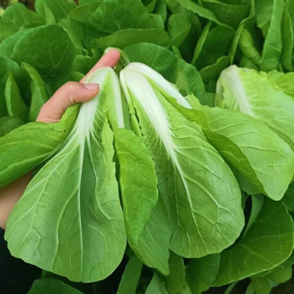 Hardy Fast Growing Open-Pollinated Non-GMO Chinese Cabbage Seeds Rare Vegetable Seeds for Home Garden Outdoor Container Planting