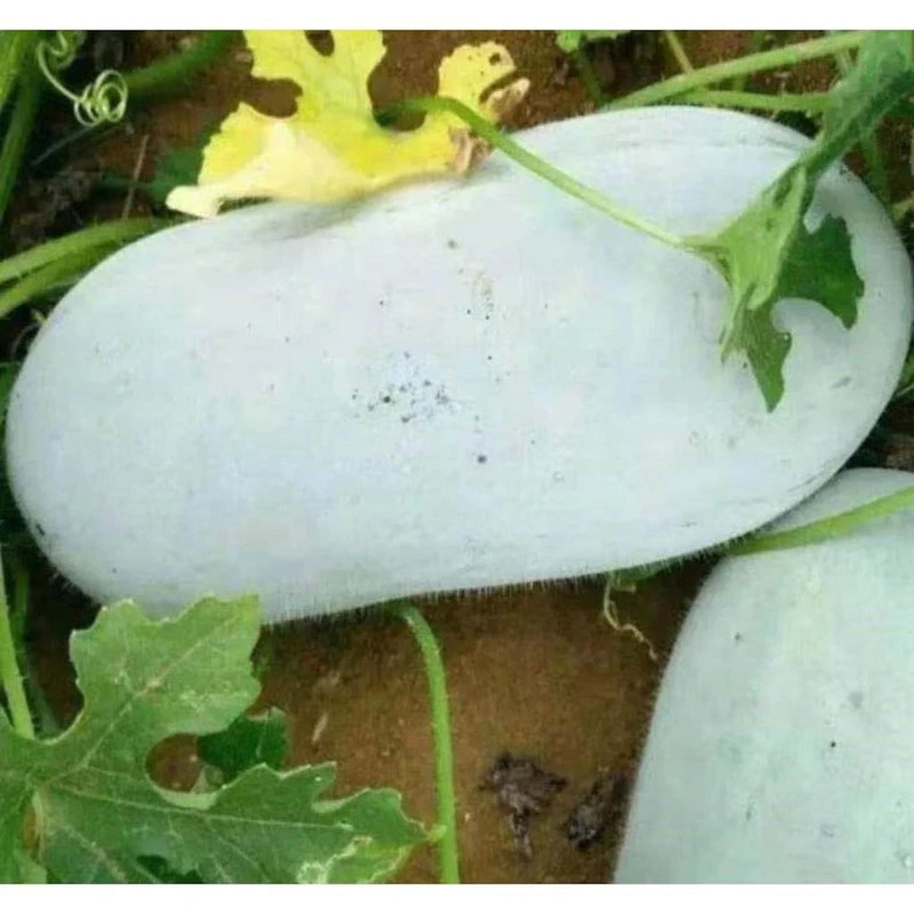 59 Count Non-GMO Open-Pollinated Winter Melon Seeds Fast Growing Easy to Grow Fresh Eating Vegetable Seeds for Home Garden Planting