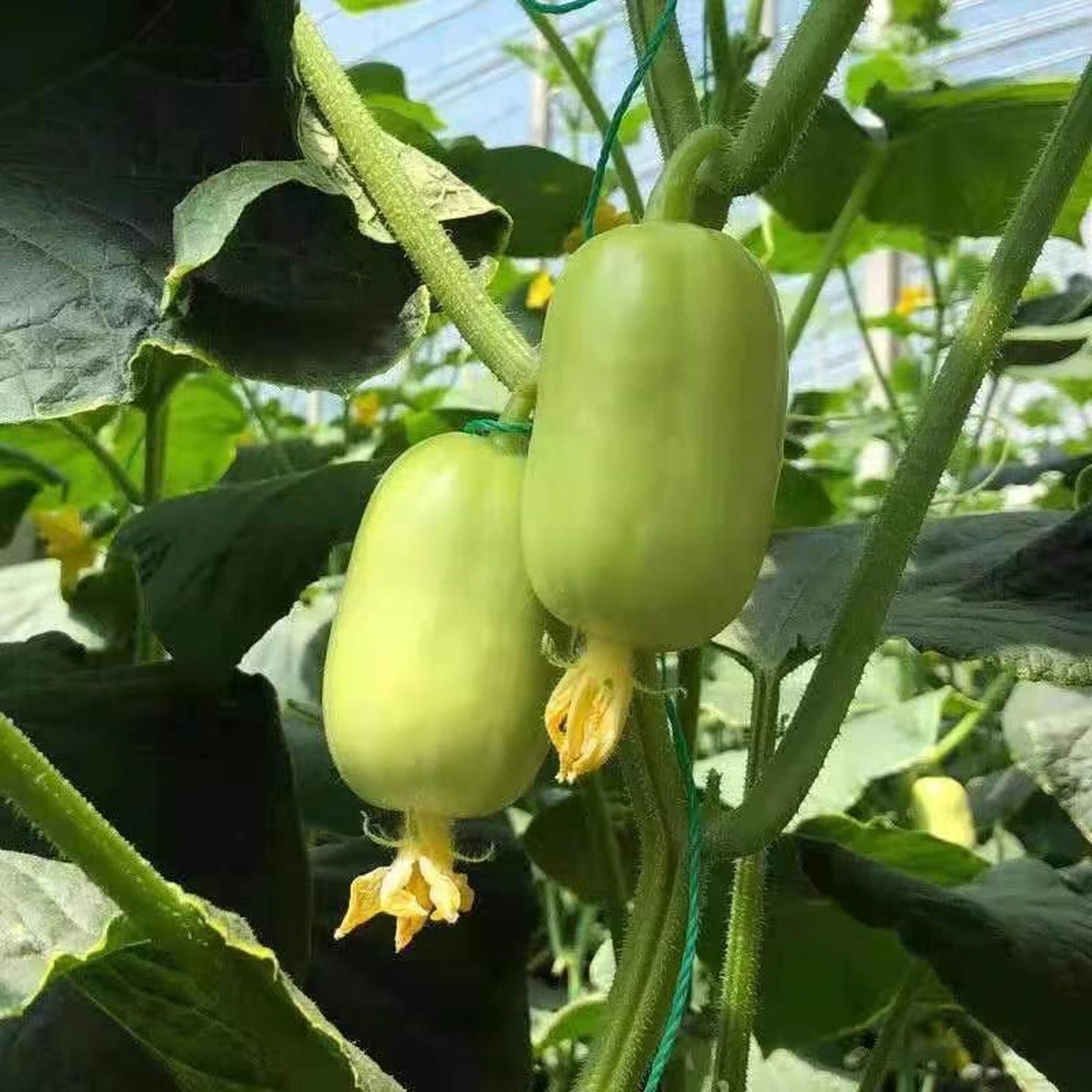 88 Count Non-GMO Open-Pollinated Black-green Armenian Cucumber Seeds Fresh Eating Vegetable Seeds for Home Garden Container Planting