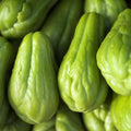 80 Count Non-GMO Premium Chayote Seeds Fast Growing Easy to Grow High Yield Tropical Climbing Vine Vegetable Seeds for Fresh Eating Home Garden