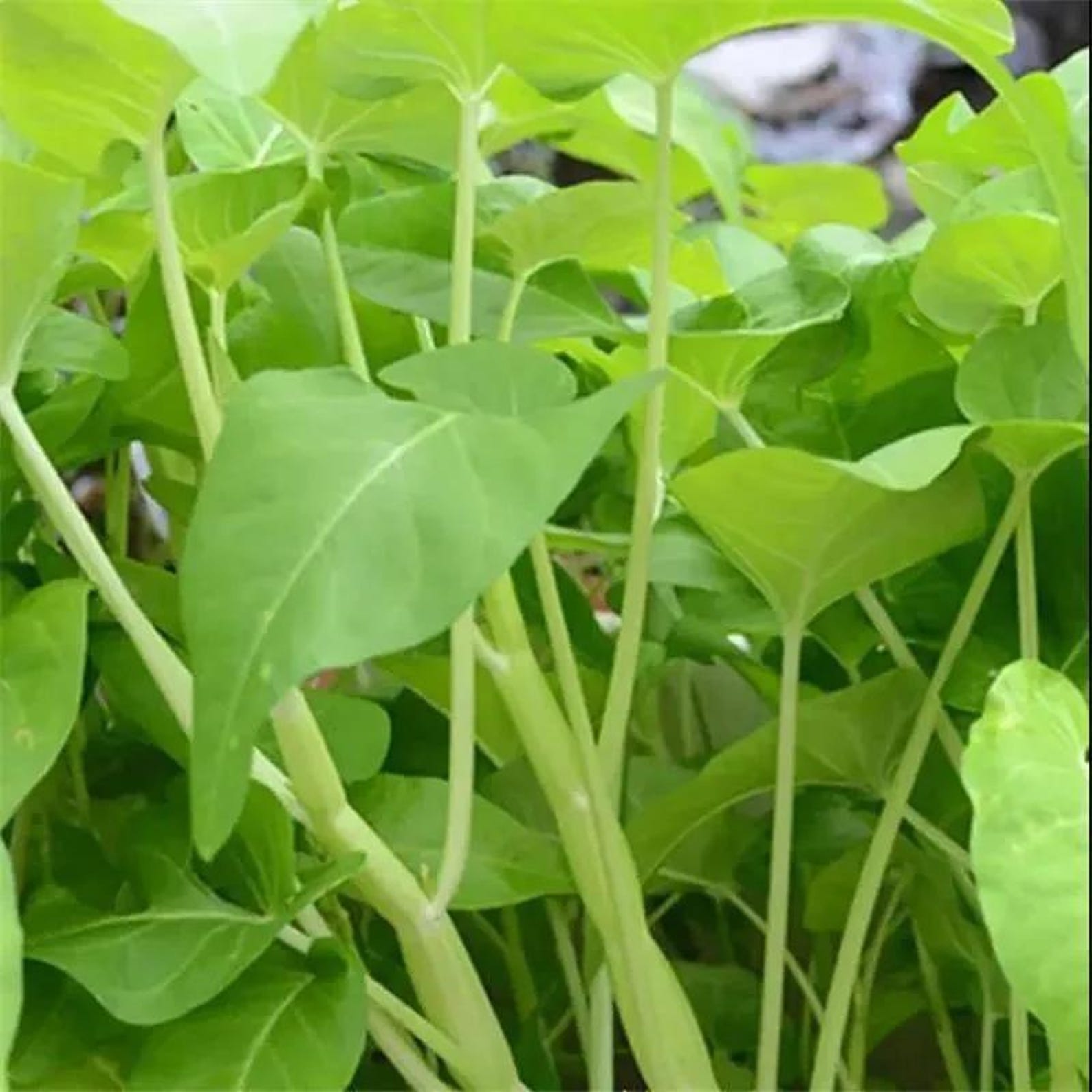 105 Count Perennial Heirloom Open-Pollinated Watercress Seeds Nutritious Vegetable Seeds for Indoor Outdoor Container Planting Full Sunlight