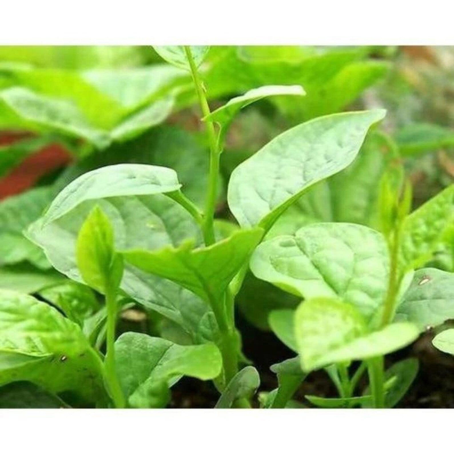 299 Count Organic Rare Large-leaf Auricularia Auricula Seeds Open-Pollinated High Yield Vegetable Seeds for Home Garden Planting