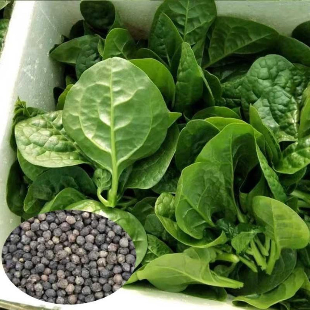 299 Count Organic Rare Large-leaf Auricularia Auricula Seeds Open-Pollinated High Yield Vegetable Seeds for Home Garden Planting