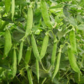300 Count Premium Rare Dutch Pea Seeds High Yield Sweet Crisp Tender Fresh Eating Vegetable Seeds for Container Garden Planting