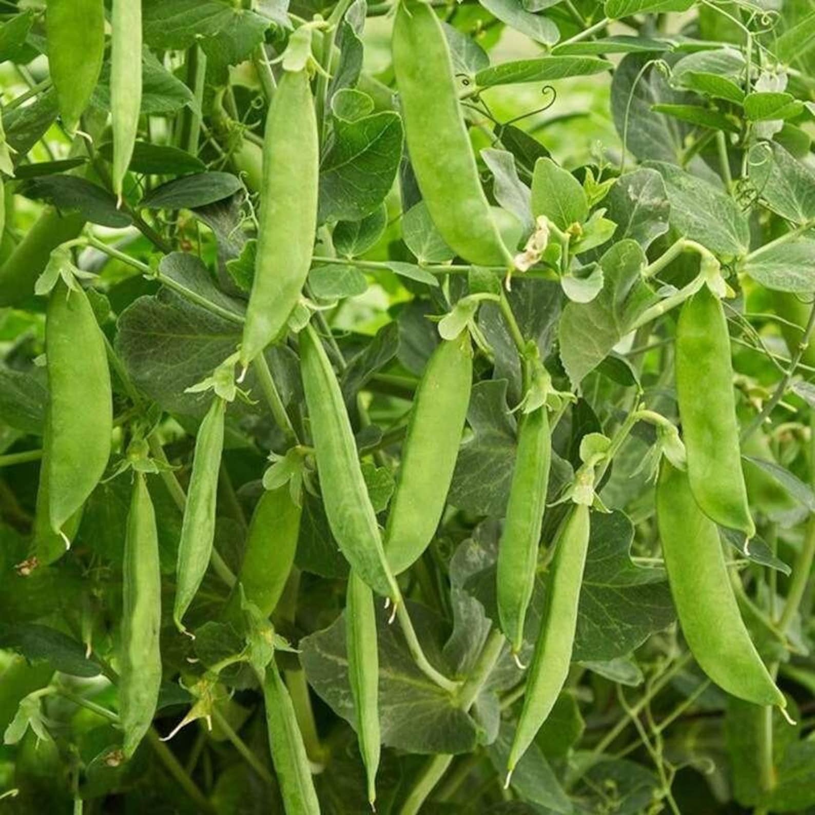 300 Count Premium Rare Dutch Pea Seeds High Yield Sweet Crisp Tender Fresh Eating Vegetable Seeds for Container Garden Planting