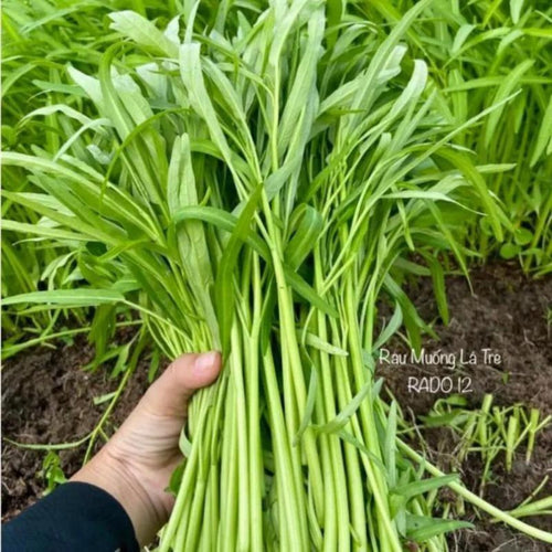 100 Count Organic Heirloom Non-GMO Rau Muong Kangkong Ongchoy Water Convolvulus Seeds High Yield Easy to Grow for Home Garden