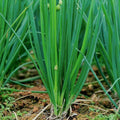 999 Count Premium Organic Green Onion Seeds High Yield Fast Growing Easy to Grow Fresh Eating Vegetable Seeds for Home Garden Planting