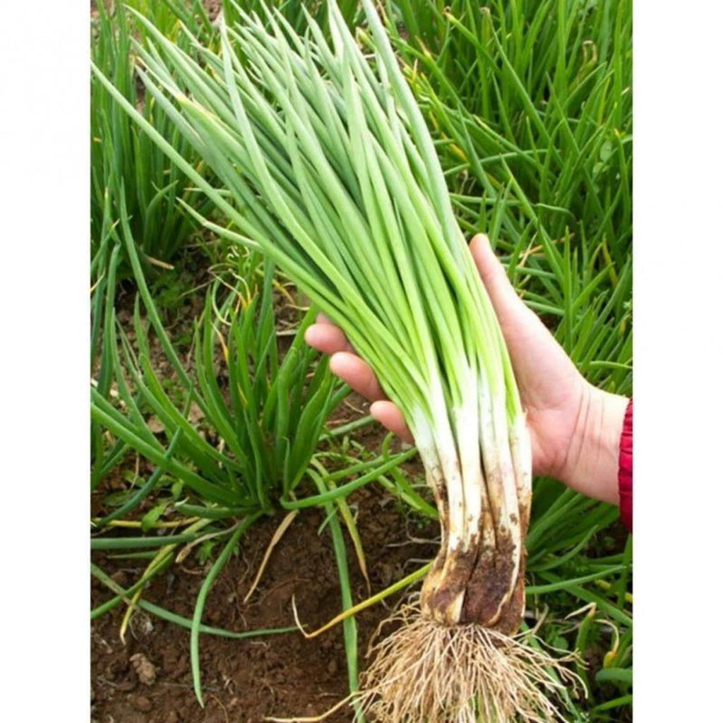 999 Count Premium Organic Green Onion Seeds High Yield Fast Growing Easy to Grow Fresh Eating Vegetable Seeds for Home Garden Planting