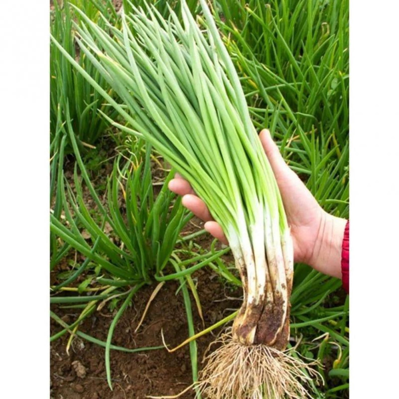 999 Count Premium Organic Green Onion Seeds High Yield Fast Growing Easy to Grow Fresh Eating Vegetable Seeds for Home Garden Planting