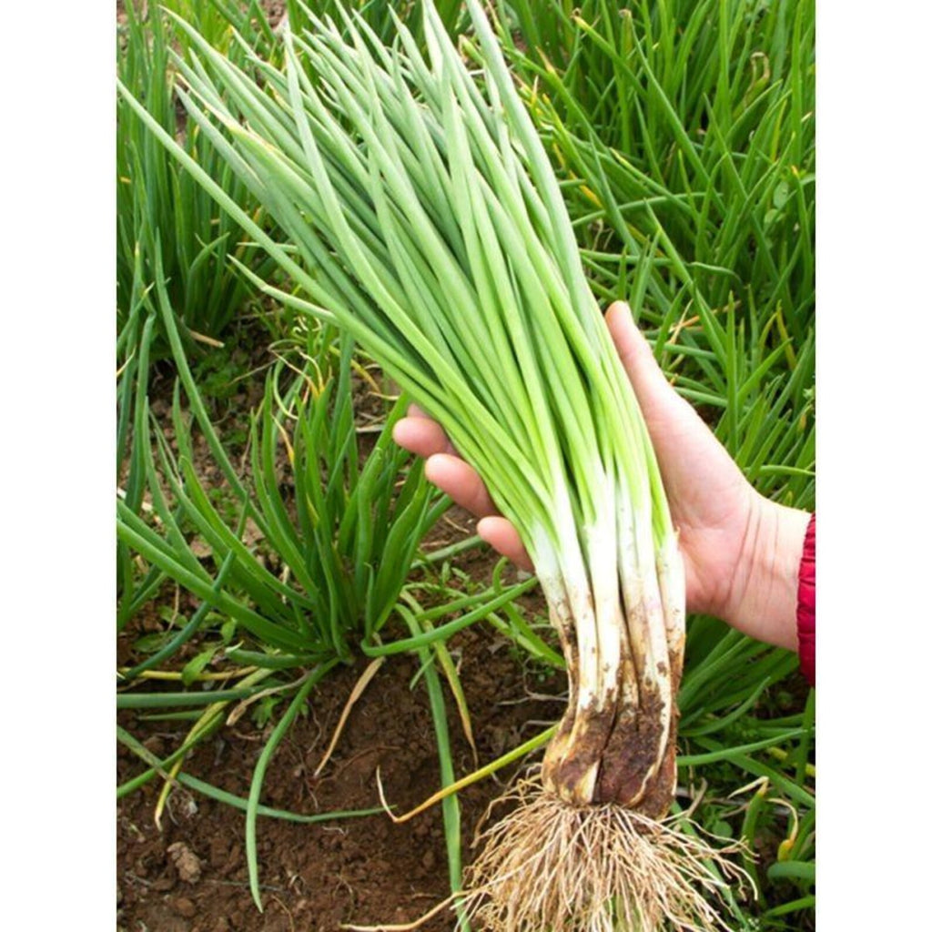 999 Count Premium Organic Green Onion Seeds High Yield Fast Growing Easy to Grow Fresh Eating Vegetable Seeds for Home Garden Planting