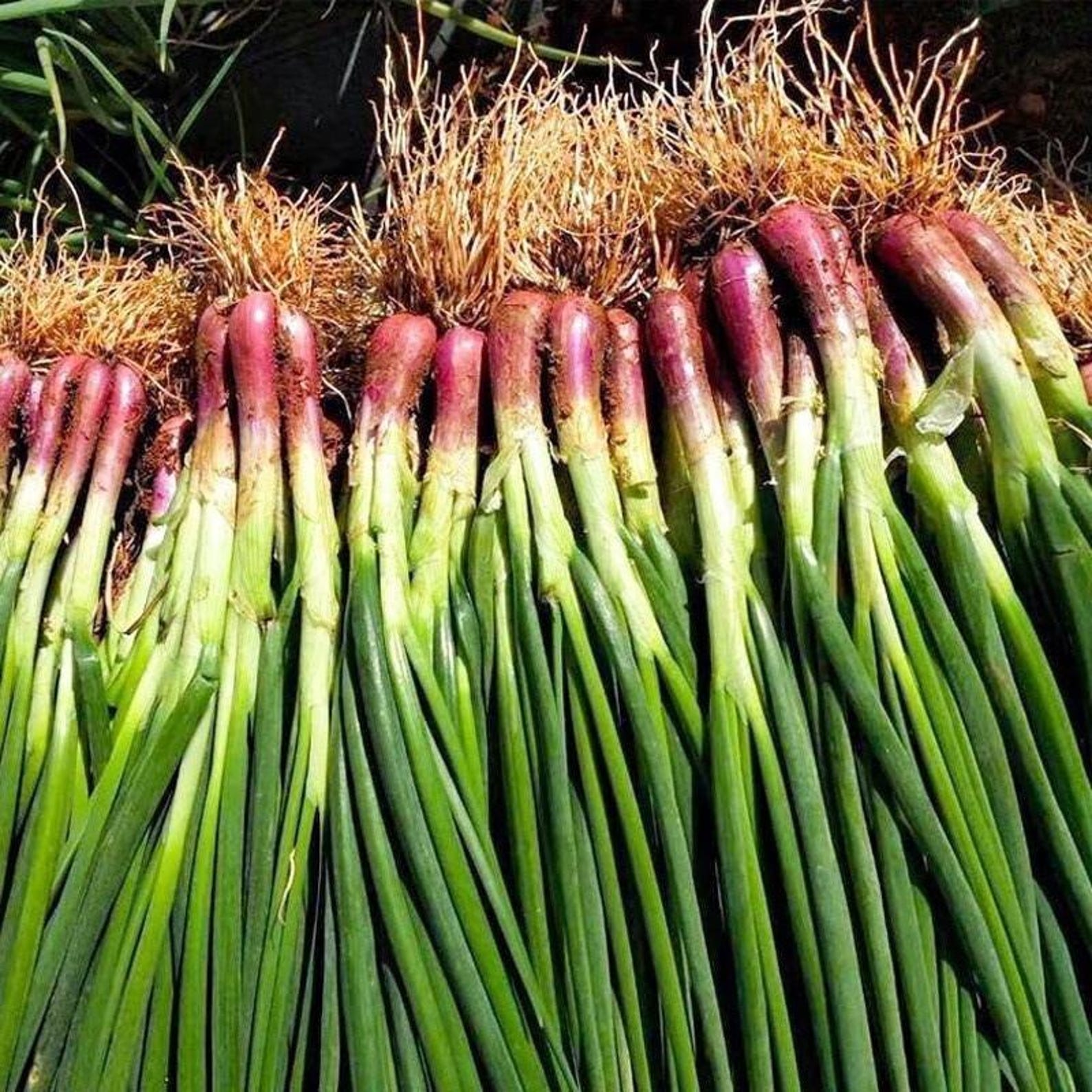 999 Count Premium Organic Green Onion Seeds High Yield Fast Growing Easy to Grow Fresh Eating Vegetable Seeds for Home Garden Planting