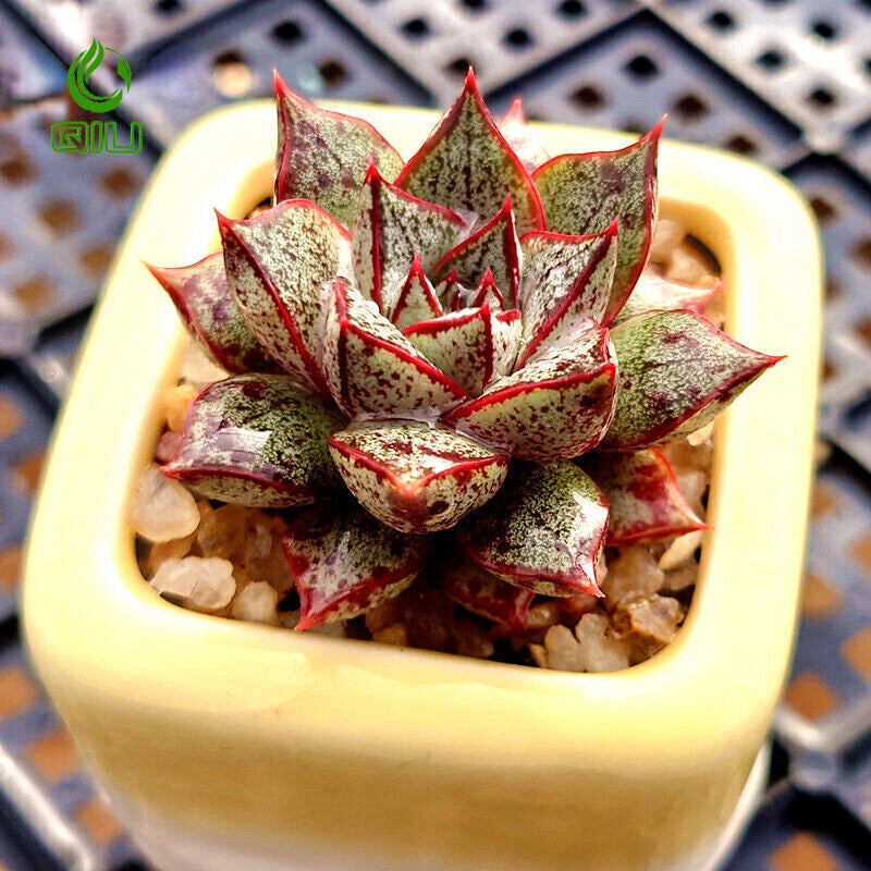 Agave Style Succulent in Pot, 2 Inch Potted Live Succulent Plant, Red Edge Succulent, Geometric Rosette Plant, Aesthetic Indoor Plant
